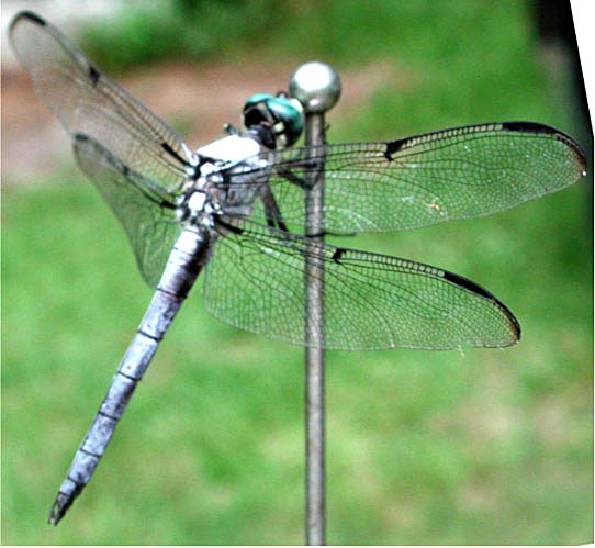 dragonfly.jpg (49404 bytes)